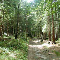 Waldspaziergang Waldspaziergang